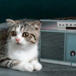 What makes radio such a powerful medium?